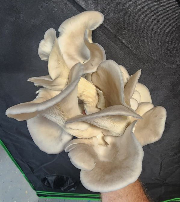 Fresh Blue Oyster Mushrooms