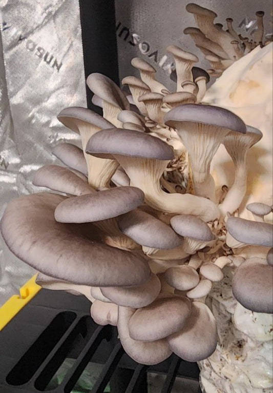 Fresh Blue Oyster Mushrooms