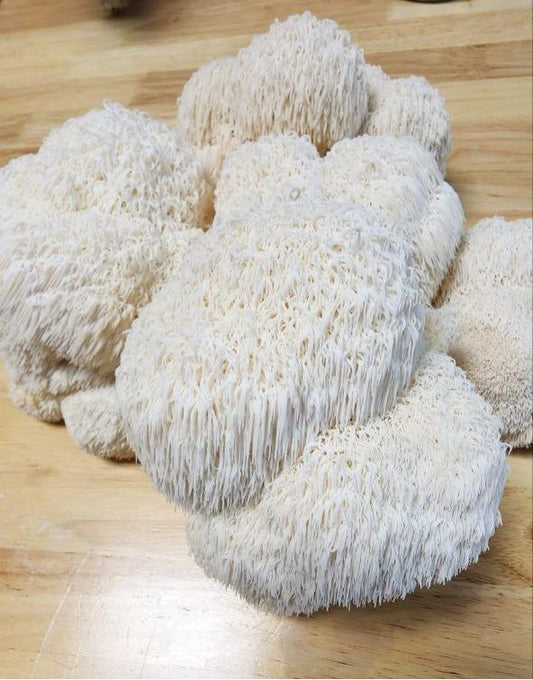 Fresh Lions Mane Mushrooms