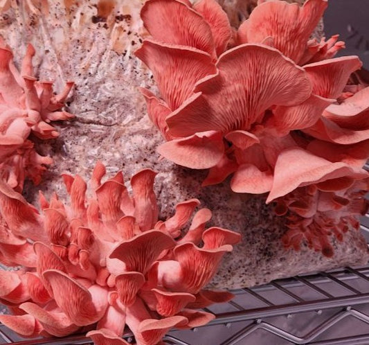 Fresh Pink Oyster Mushrooms