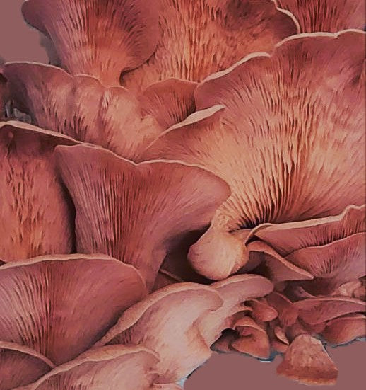 Fresh Pink Oyster Mushrooms