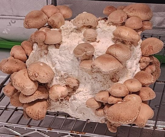 Fresh Shiitake Mushrooms